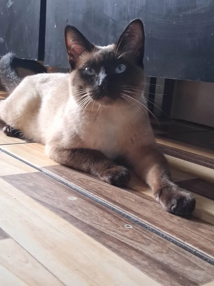 Gato ra a Siamês idade 2 a 6 meses nome Dhosch 