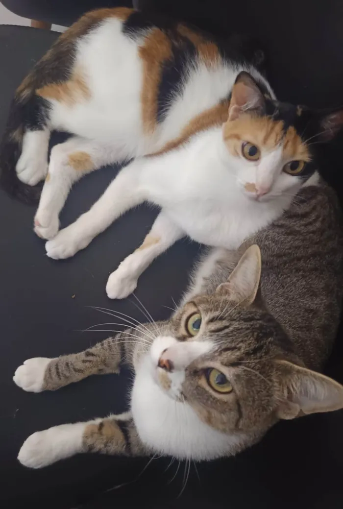 Gato ra a SRD-ViraLata idade 2 anos nome Listrado