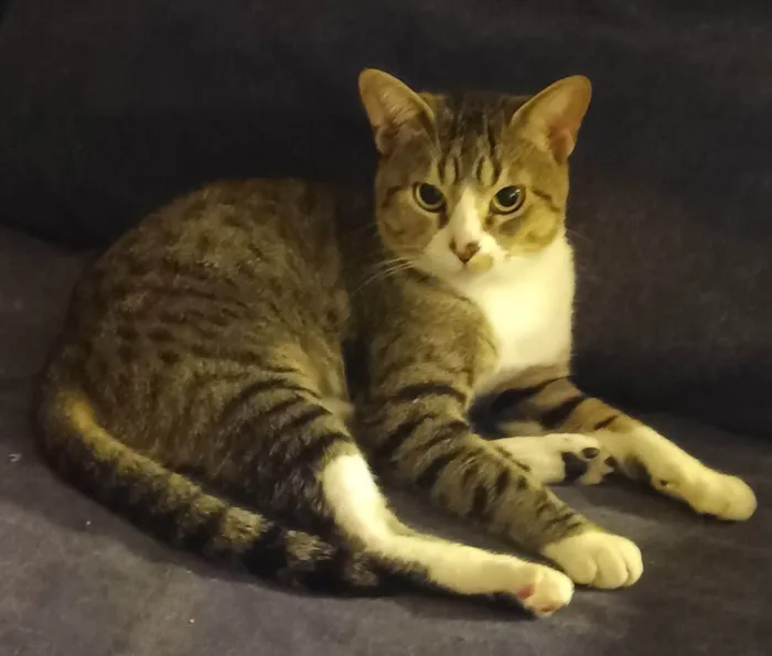 Gato ra a SRD-ViraLata idade 2 anos nome Listrado