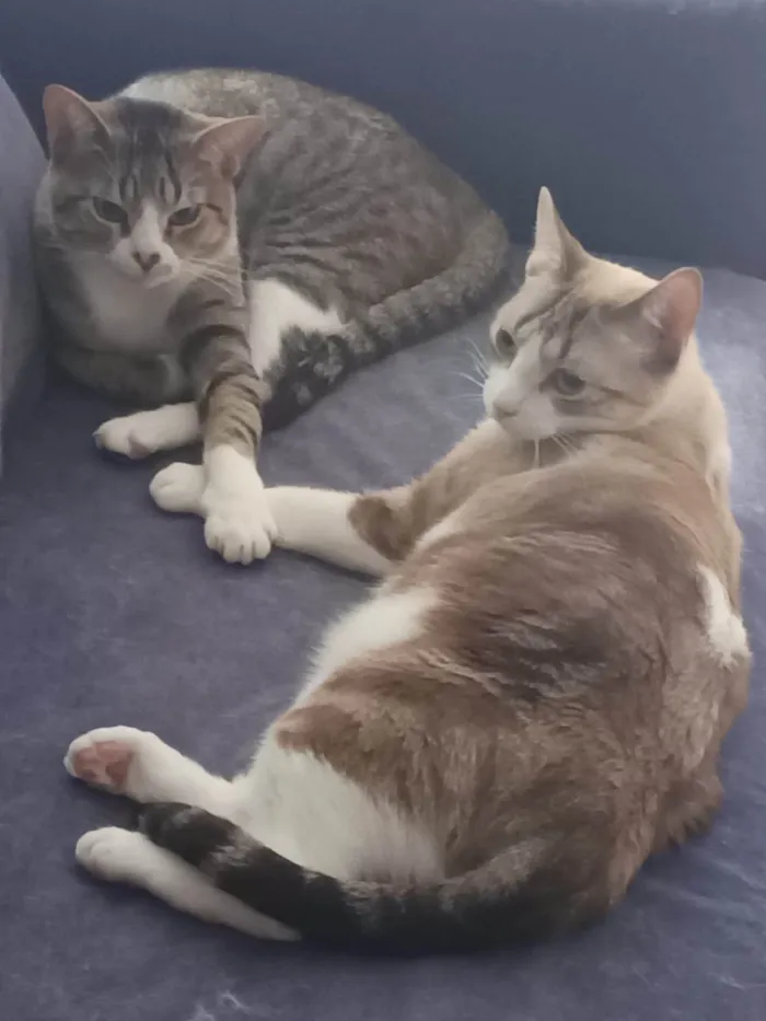 Gato ra a SRD-ViraLata idade 2 anos nome Listrado