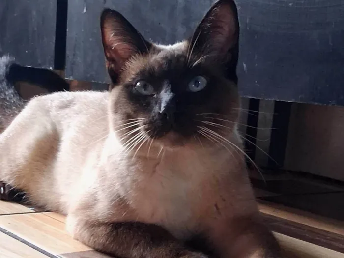 Gato ra a Siamês idade 2 a 6 meses nome Dhosch 