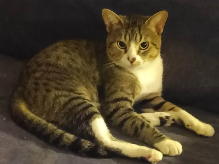 Gato ra a SRD-ViraLata idade 2 anos nome Listrado