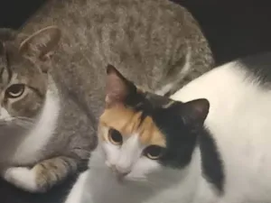 Gato raça SRD-ViraLata idade 2 anos nome Listrado