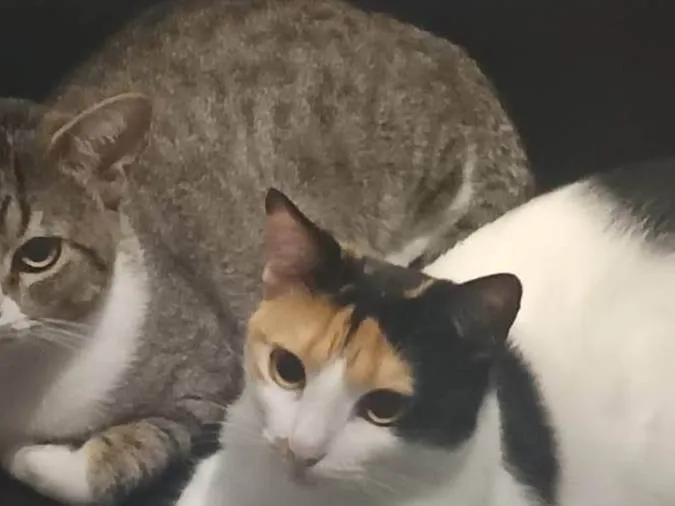 Gato ra a SRD-ViraLata idade 2 anos nome Listrado
