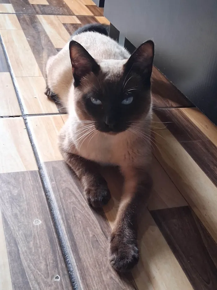 Gato ra a Siamês idade 2 a 6 meses nome Dhosch 
