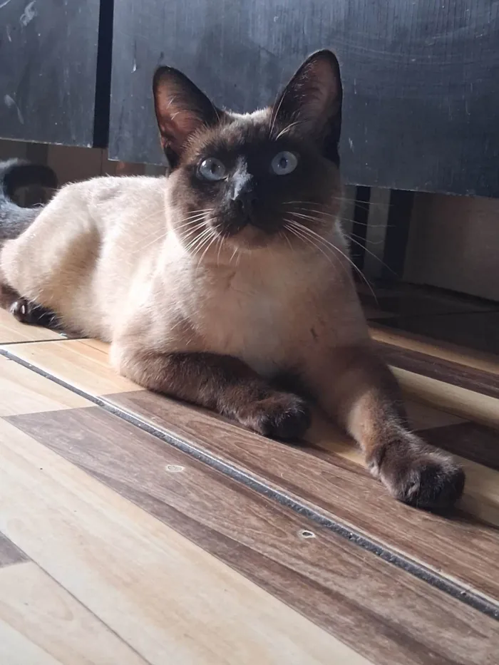 Gato ra a Siamês idade 2 a 6 meses nome Dhosch 