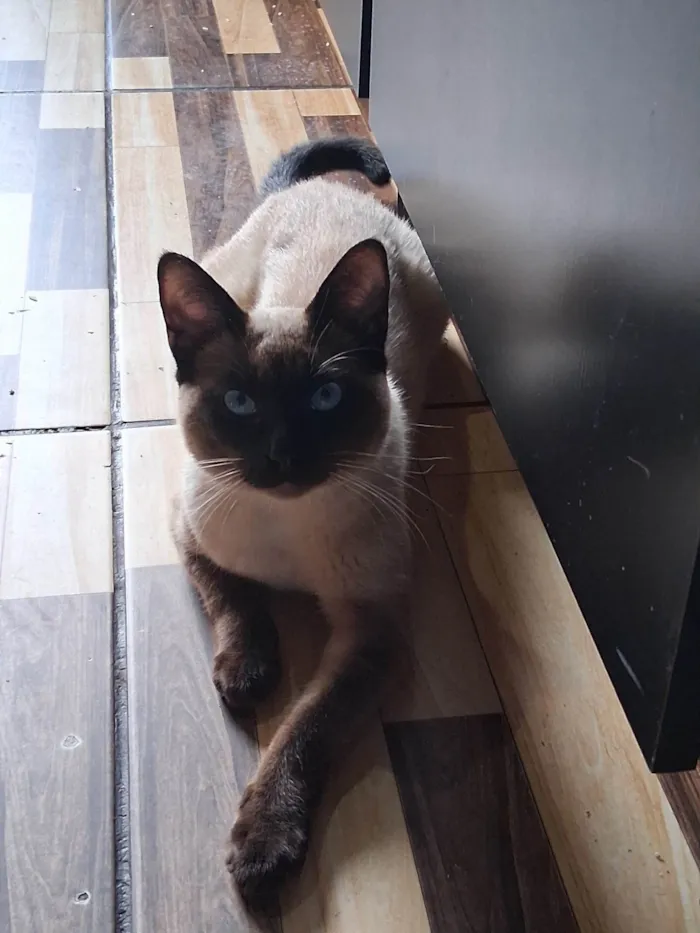 Gato ra a Siamês idade 2 a 6 meses nome Dhosch 