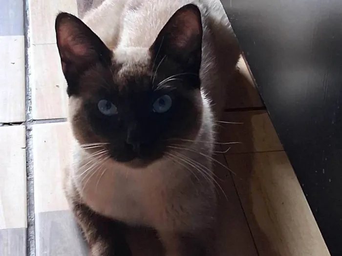 Gato ra a Siamês idade 2 a 6 meses nome Dhosch 