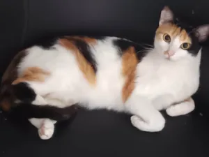 Gato raça SRD-ViraLata idade 2 anos nome Mel
