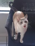 Mia