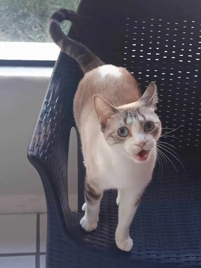 Gato ra a SRD-ViraLata idade 2 anos nome Mia
