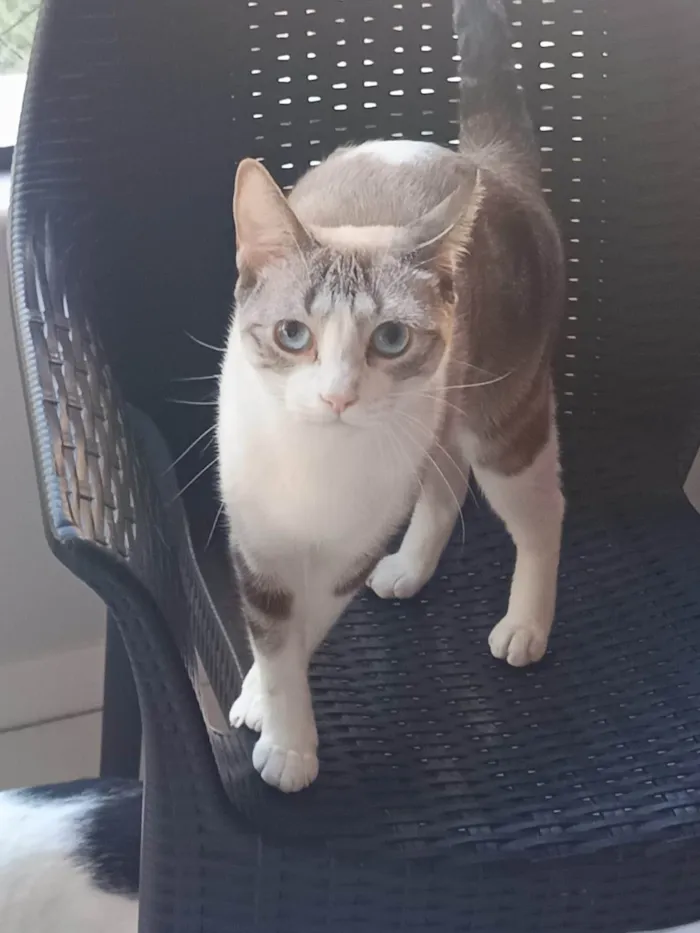 Gato ra a SRD-ViraLata idade 2 anos nome Mia