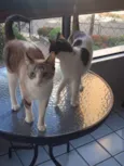 Mia