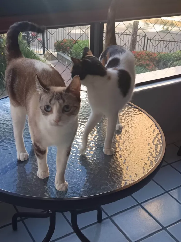 Gato ra a SRD-ViraLata idade 2 anos nome Mia