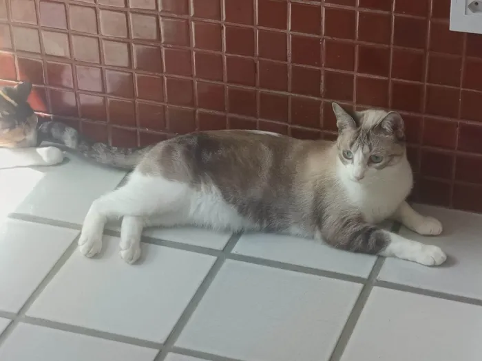 Gato ra a SRD-ViraLata idade 2 anos nome Mia