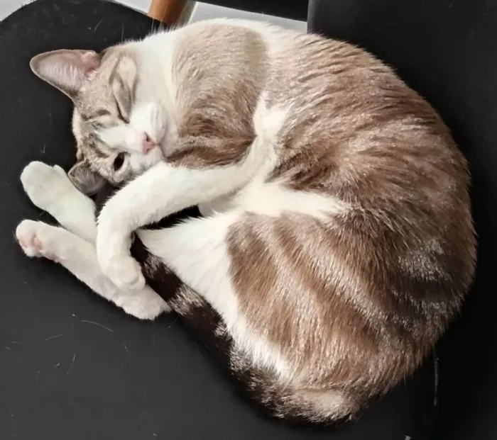 Gato ra a SRD-ViraLata idade 2 anos nome Mia