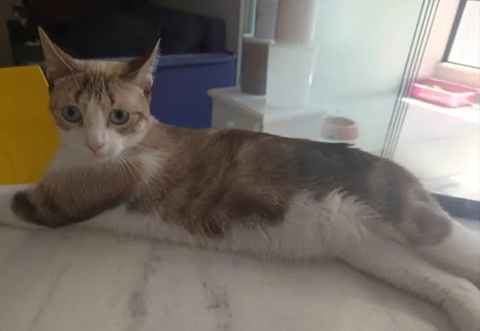 Gato ra a SRD-ViraLata idade 2 anos nome Mia
