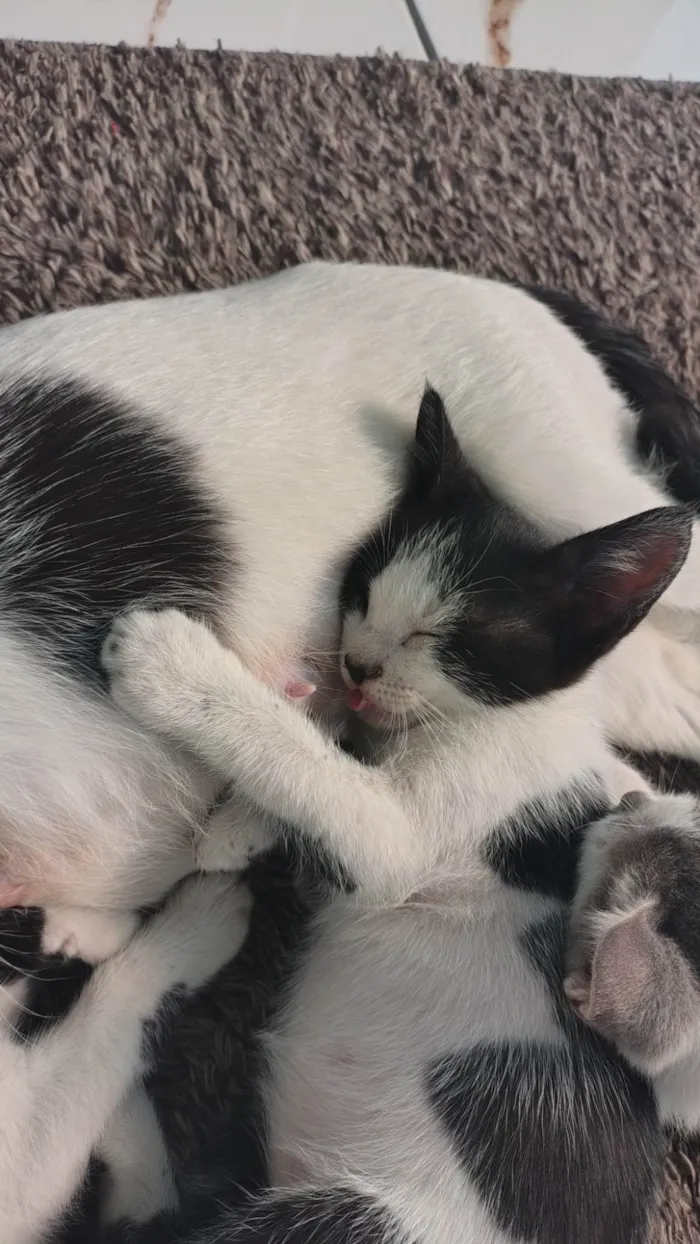 Gato ra a SRD-ViraLata idade 2 a 6 meses nome Romeu