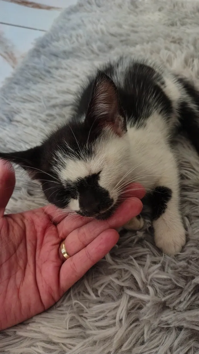 Gato ra a SRD-ViraLata idade 2 a 6 meses nome Romário 