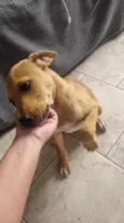 Caramelo (provisório)