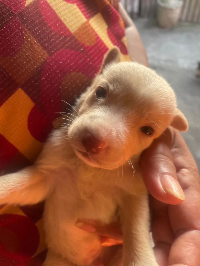 Cachorro ra a SRD-ViraLata idade Abaixo de 2 meses nome branquinho