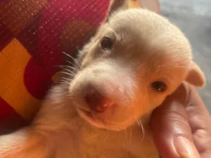 Cachorro raça SRD-ViraLata idade Abaixo de 2 meses nome branquinho