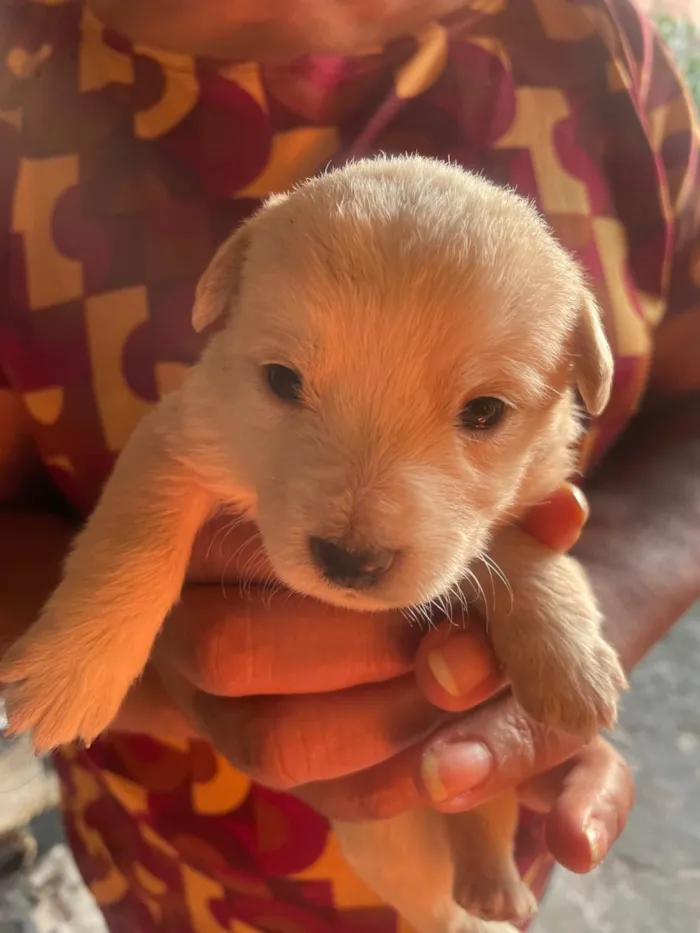 Cachorro ra a SRD-ViraLata idade Abaixo de 2 meses nome branquinha 