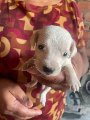 Cachorro raça SRD-ViraLata idade Abaixo de 2 meses nome Bob