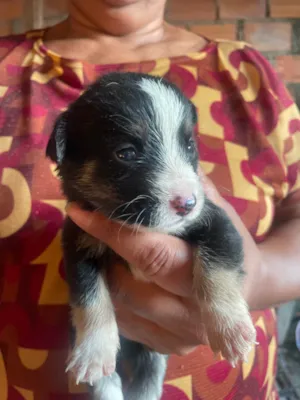 Cachorro raça SRD-ViraLata idade Abaixo de 2 meses nome Rex