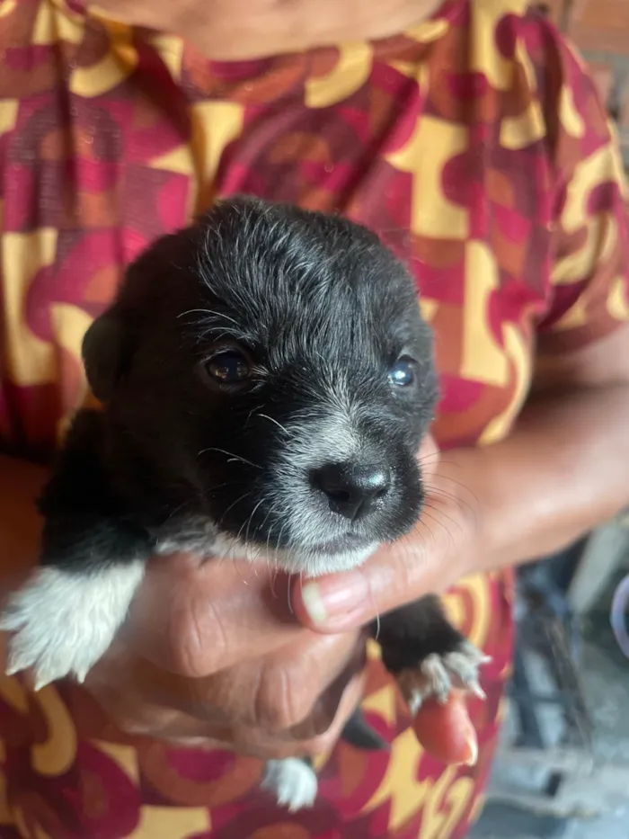 Cachorro ra a SRD-ViraLata idade Abaixo de 2 meses nome Ursula 