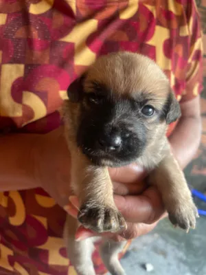 Cachorro raça SRD-ViraLata idade Abaixo de 2 meses nome Panda 
