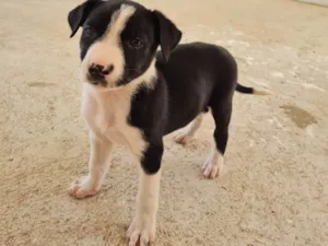 Cachorro raça SRD-ViraLata idade 2 a 6 meses nome Belinha