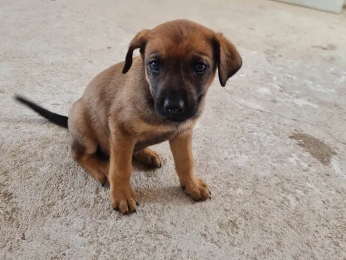 Cachorro ra a SRD-ViraLata idade 2 a 6 meses nome Mel