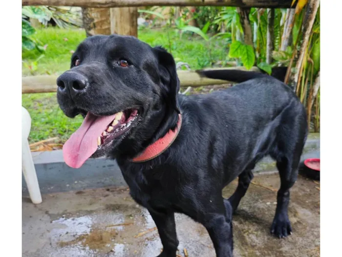 Cachorro ra a Labrador idade 3 anos nome Sem nome