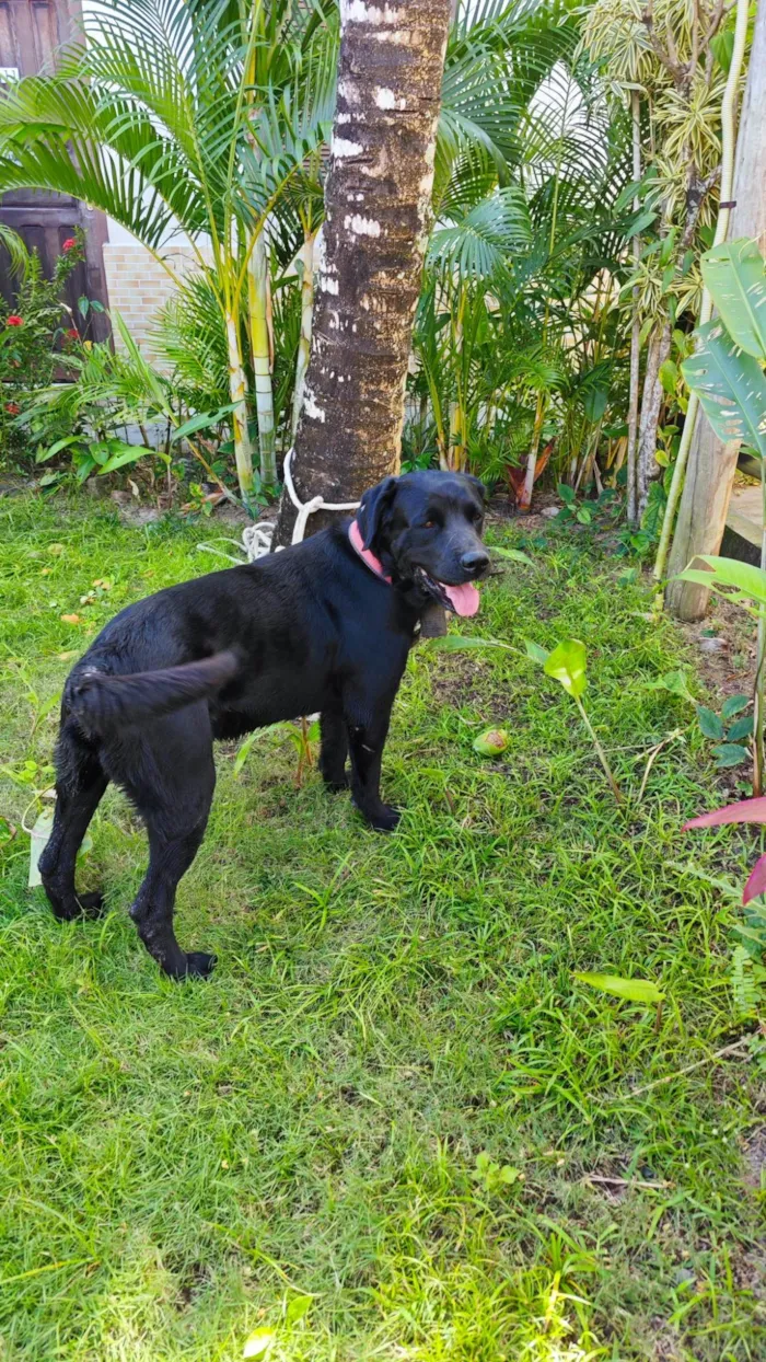 Cachorro ra a Labrador idade 3 anos nome Sem nome
