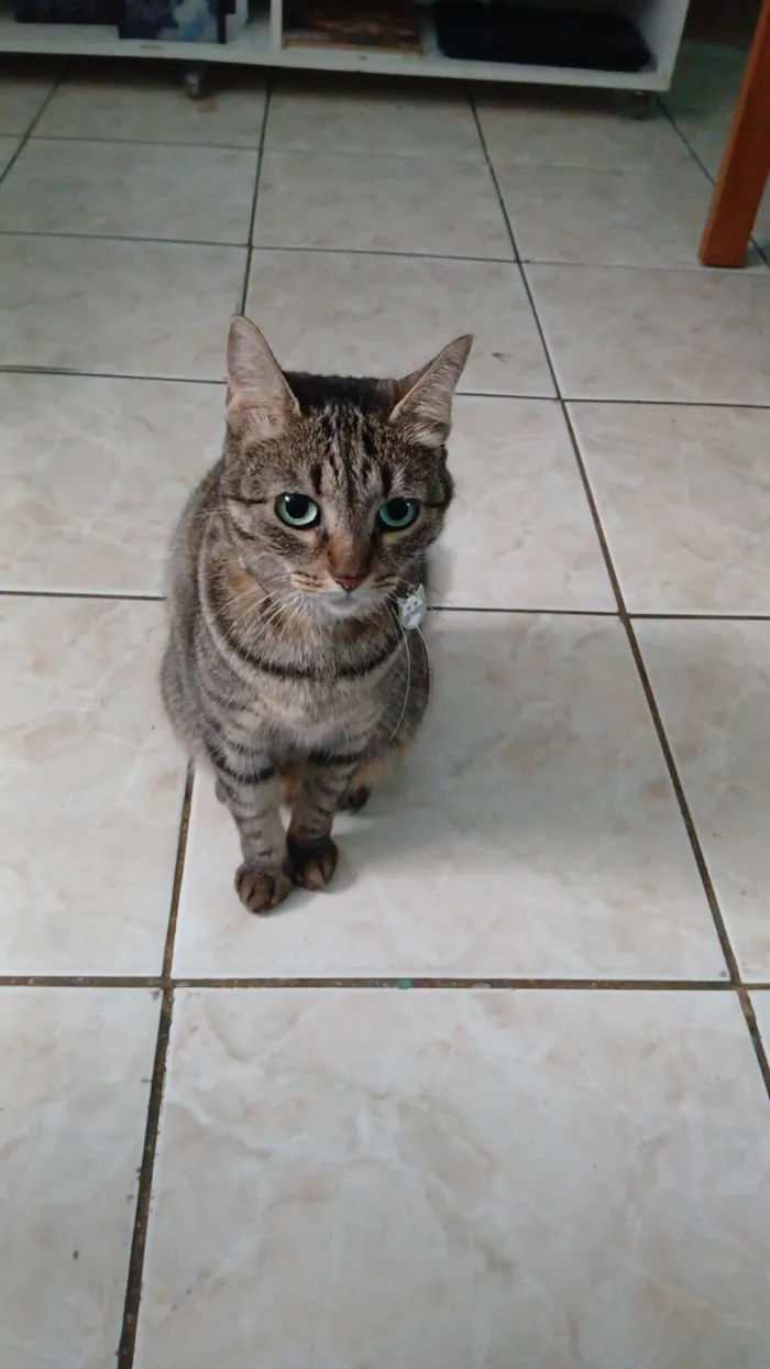 Gato ra a Angorá idade 6 ou mais anos nome Bolinha 