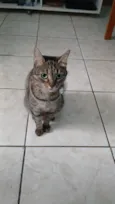 Bolinha