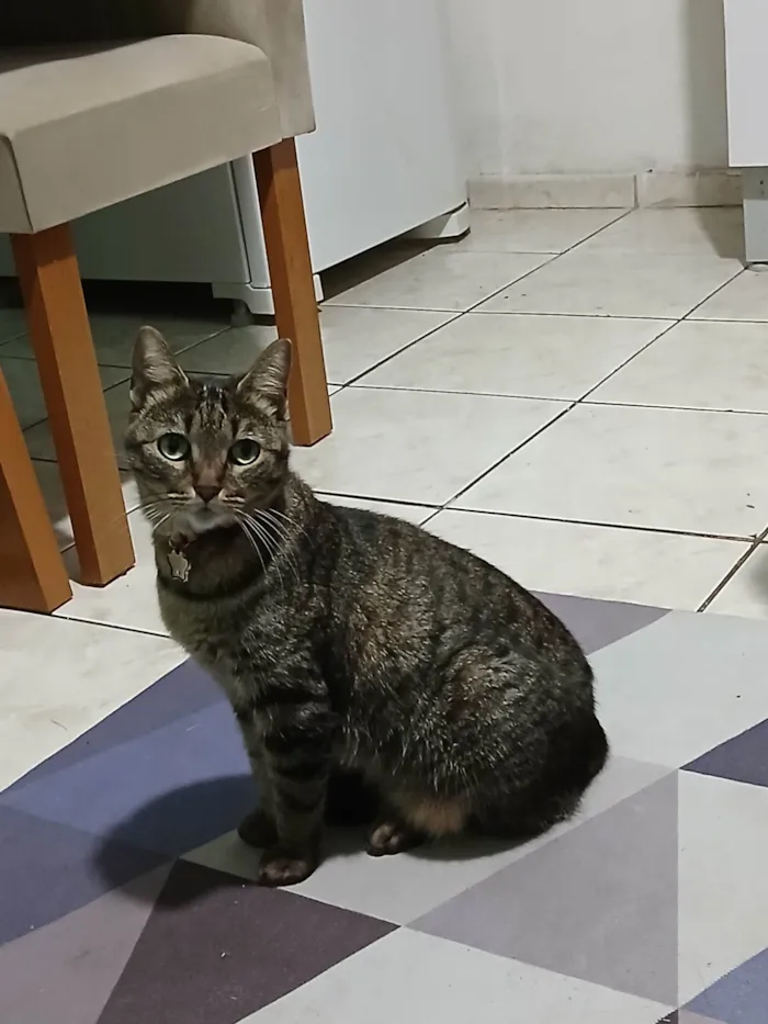 Gato ra a Angorá idade 6 ou mais anos nome Bolinha 