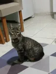 Bolinha