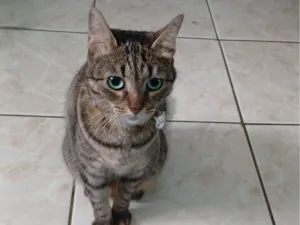 Gato raça Angorá idade 6 ou mais anos nome Bolinha 