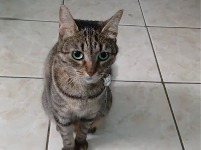 Gato raça Angorá idade 6 ou mais anos nome Bolinha 
