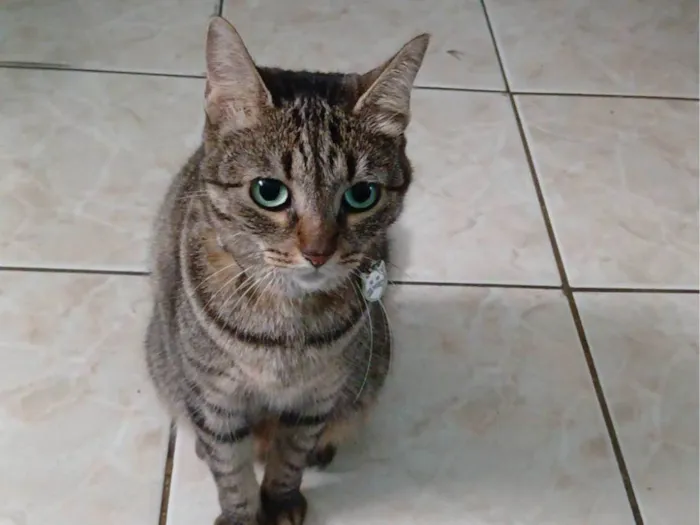 Gato ra a Angorá idade 6 ou mais anos nome Bolinha 