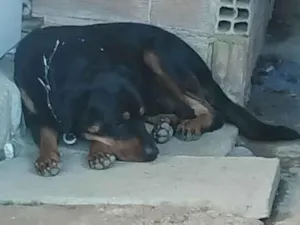 Cachorro raça Rottweiler idade 2 anos nome Thayson