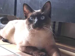 Gato raça Siamês idade 2 a 6 meses nome Dhosch 