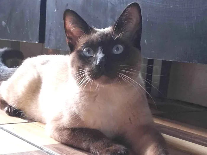 Gato ra a Siamês idade 2 a 6 meses nome Dhosch 