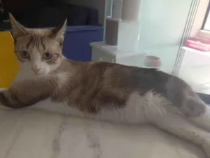 Gato raça SRD-ViraLata idade 2 anos nome Mia