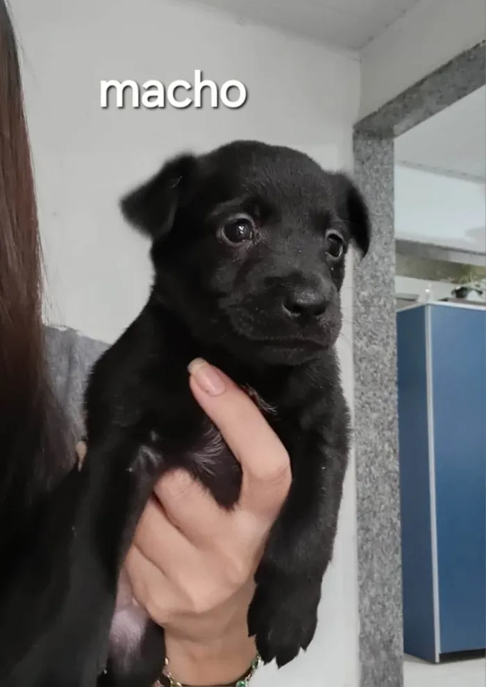 Cachorro ra a SRD-ViraLata idade Abaixo de 2 meses nome Pretinho