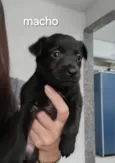 Pretinho