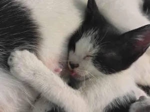 Gato raça SRD-ViraLata idade 2 a 6 meses nome Romeu