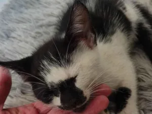 Gato raça SRD-ViraLata idade 2 a 6 meses nome Romário 